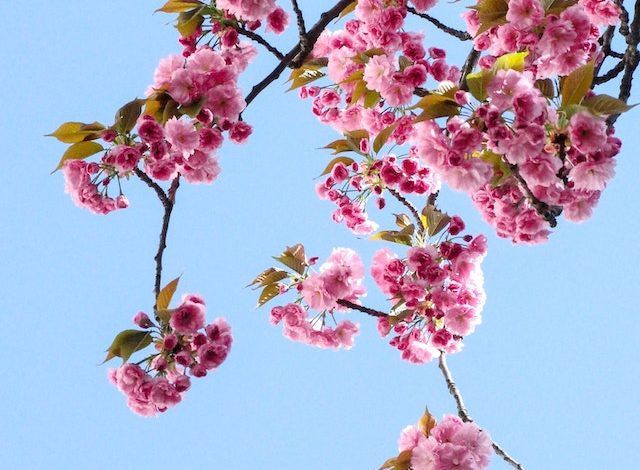 Gartengestaltung mit Licht: Ein Stimmungsmacher für den Außenbereich